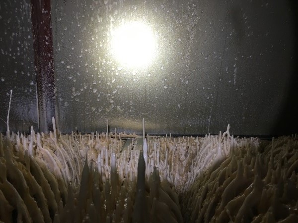 過濾前壁管（可見油漆結(jié)塊）